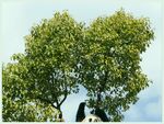 熊猫panda图片