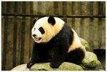 熊猫图片素材