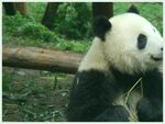 熊猫图片