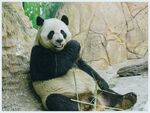 熊猫panda图片
