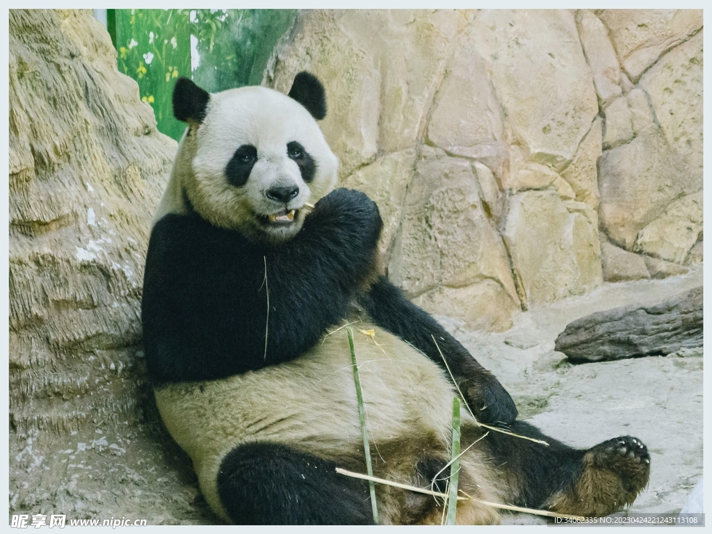 熊猫panda图片