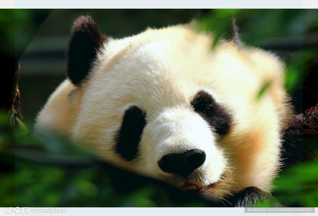 熊猫图片素材