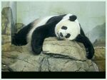 熊猫panda图片