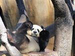 熊猫图片