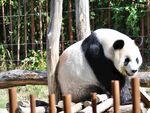 熊猫图片