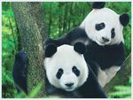 熊猫图片