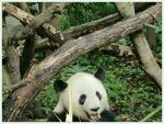 熊猫panda图片