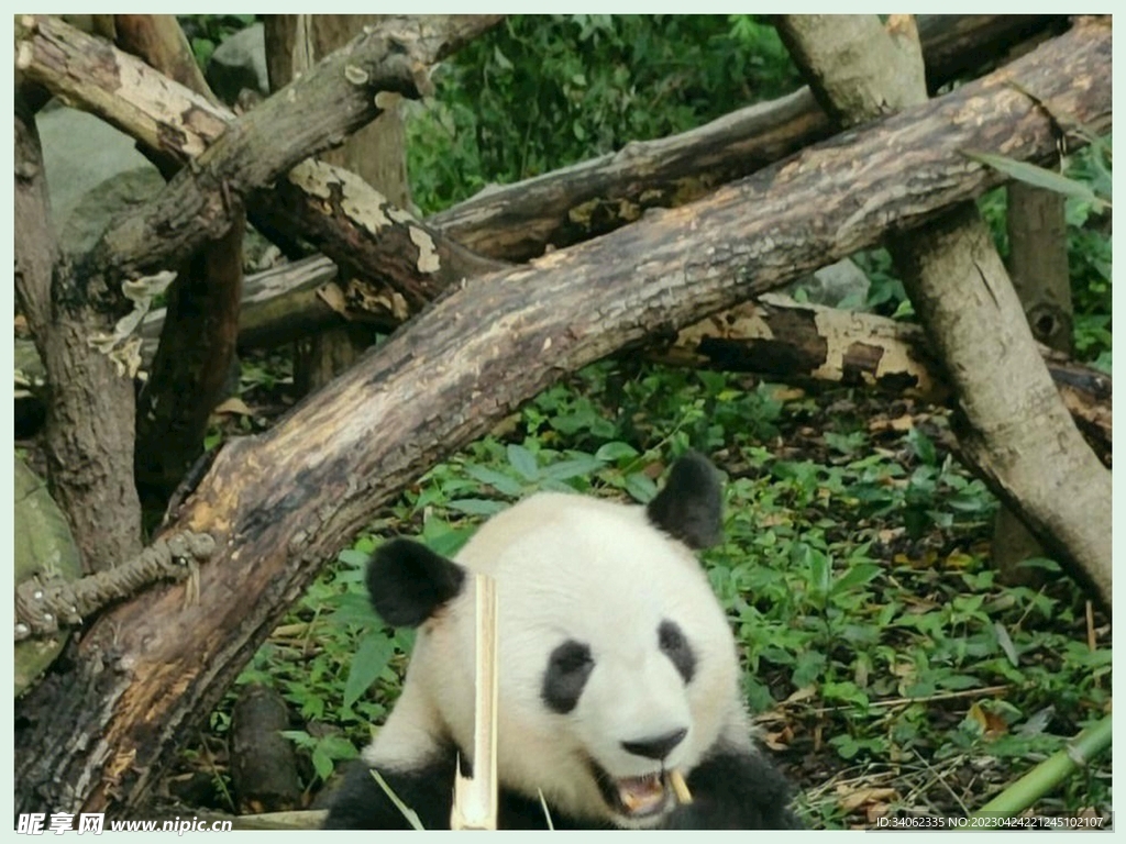 熊猫panda图片摄影图__野生动物_生物世界_摄影图库_昵图网nipic.com