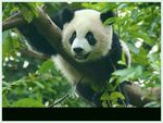 熊猫图片