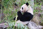 熊猫图片