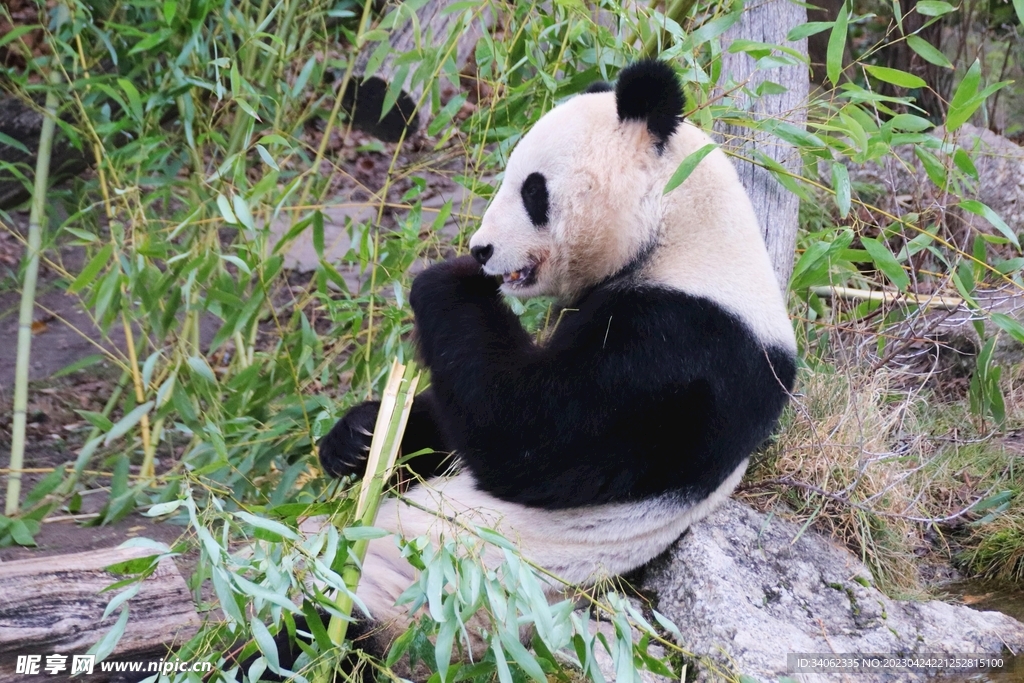 熊猫图片