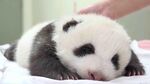 熊猫图片素材