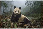 熊猫panda图片