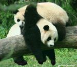熊猫图片