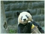 熊猫图片