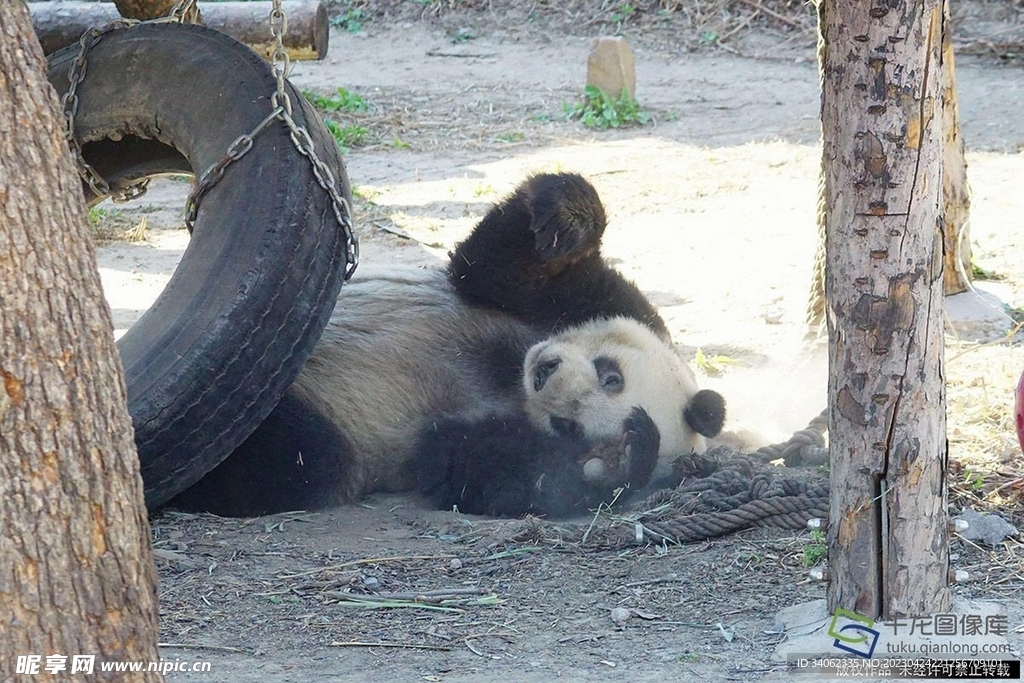 熊猫图片