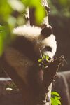 熊猫图片素材