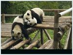 panda熊猫图片