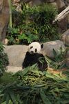 熊猫图片