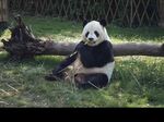 熊猫图片