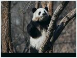 panda熊猫图片