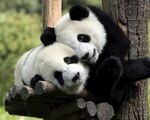 熊猫图片