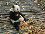 熊猫图片