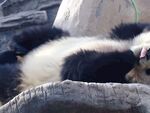 熊猫图片