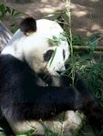 熊猫图片