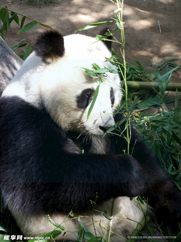 熊猫图片