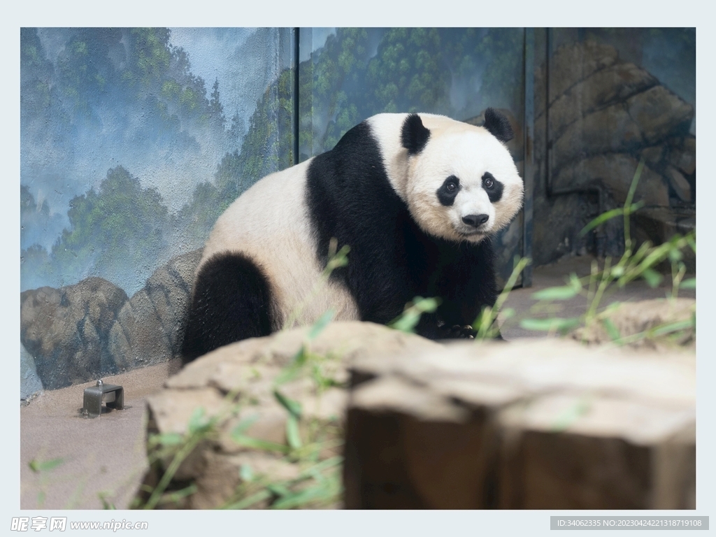 熊猫图片