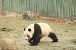 熊猫图片