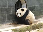 熊猫图片素材