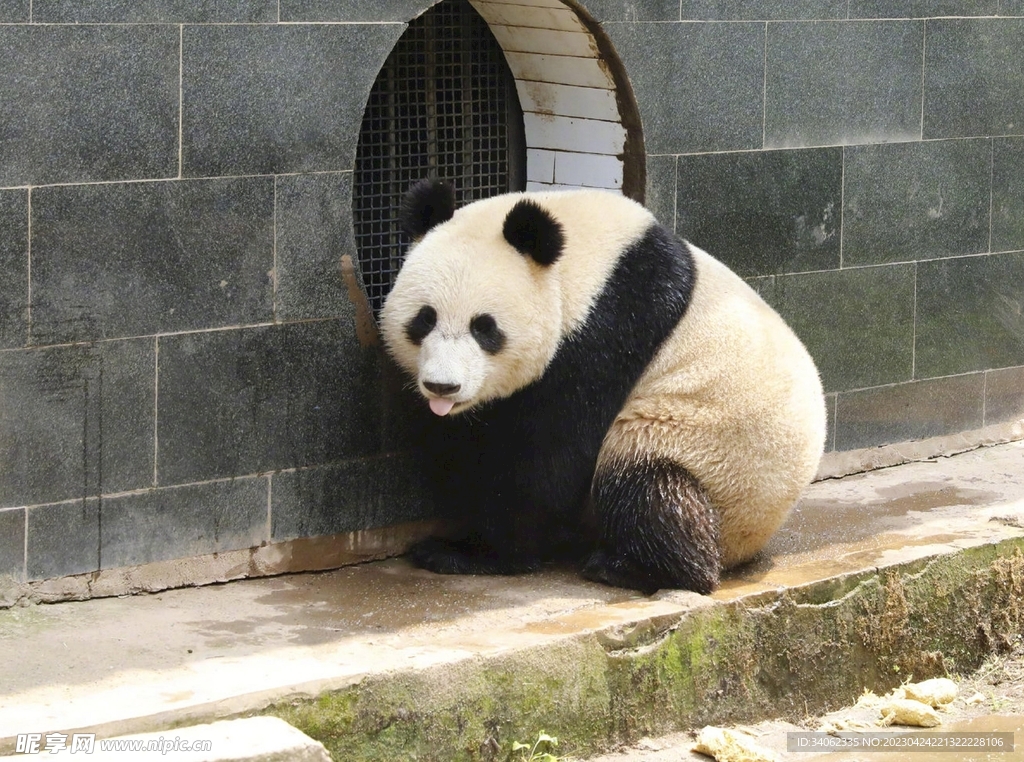 熊猫图片素材
