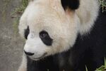 panda熊猫图片