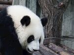 熊猫图片