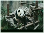 熊猫图片素材