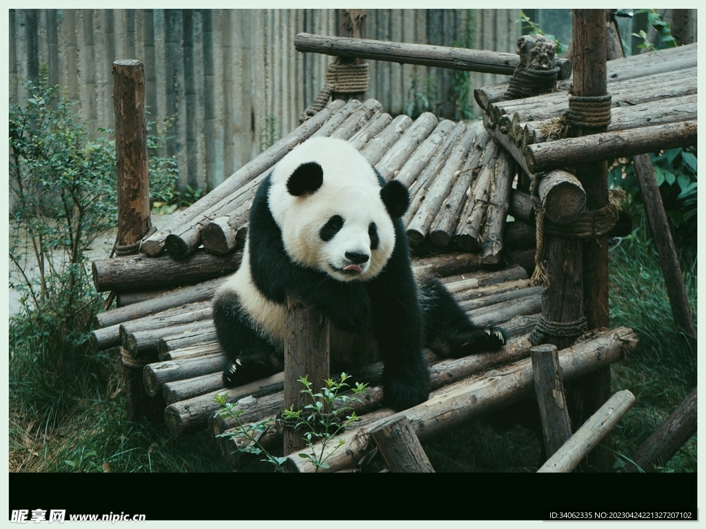 熊猫图片素材