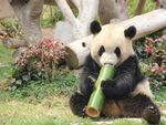 熊猫图片素材