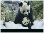 熊猫图片