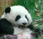 熊猫图片