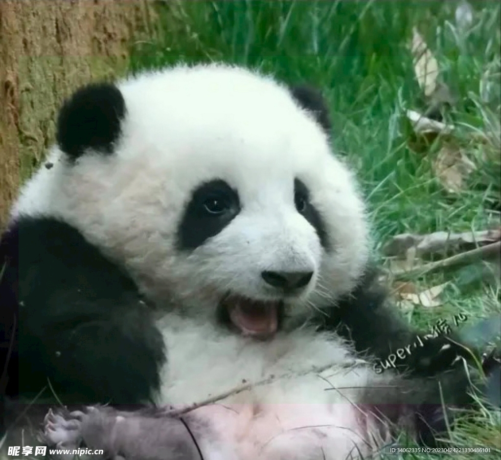 熊猫图片