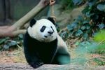 熊猫图片