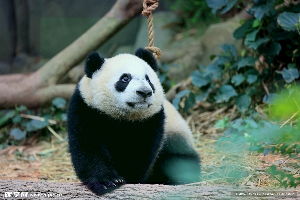 熊猫图片