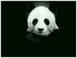 panda熊猫图片