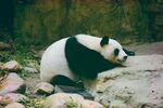 熊猫图片
