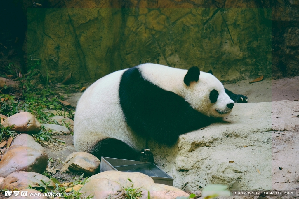 熊猫图片