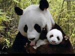 熊猫panda图片