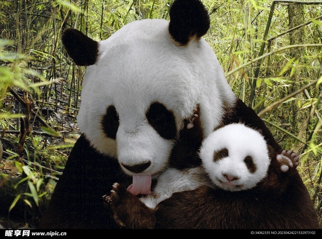 熊猫panda图片