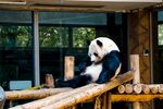 熊猫图片素材